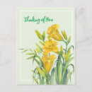 Search for day lily Thinking of you