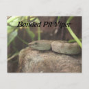 Recherche de vip cartes postales Reptile