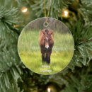 Search for assateague ornaments Ponies