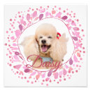 Recherche de caniche c art Pour animaux