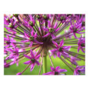Recherche de allium posters Photographie