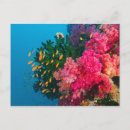 Search for westmorland postcards Underwater