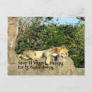 Recherche de faim cartes postales Chat