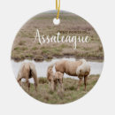 Recherche de poneys ornements Pour tous