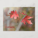 Search for maple leaf horizontal postcards Travel