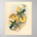 Search for hummingbird art Black
