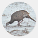 Search for round wild turkey stickers Bird