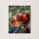 Recherche de perroquets sauvages puzzles Macaw