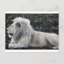 Search for big game postcards Africa