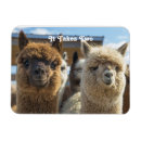Recherche de deux animaux magnets Animal de compagnie