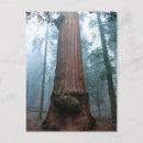 Recherche de giant sequoia cartes postales Géant