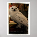 Search for hedwig posters Deathly hallows