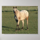 Search for mare art Gelding