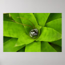 Search for bromeliad posters Garden