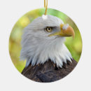 Search for bald eagle ornaments Animal