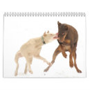 Recherche de blanc dobermann Chiens