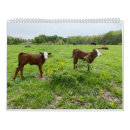 Search for calf calendars Farm