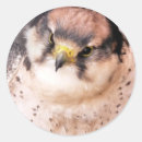 Recherche de faucons autocollants Animaux