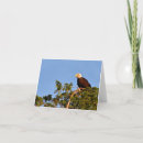 Search for eagle note cards Nature