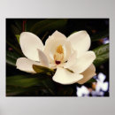 Recherche de magnolia posters Arbre