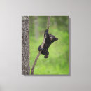 Search for danita delimont canvas prints Black bear