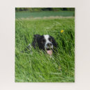 Recherche de colley puzzles Chien