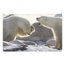 Search for hudson bay posters Churchill