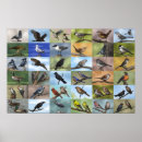 Search for jay posters Finch