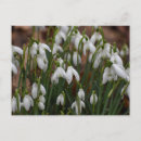 Recherche de snowdrops cartes postales Nature