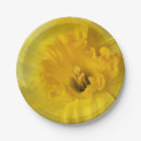 Search for daffodil plates Yellow