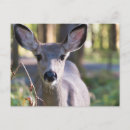 Recherche de biche cartes postales Forêt