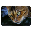 Search for bengal magnets Cats