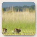 Search for pardus Wildlife