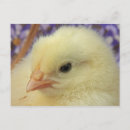 Recherche de douceur cartes postales Doux
