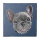 Recherche de bouledogue français carreaux Frenchie