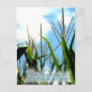 Search for corn vertical postcards Travel