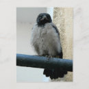 Recherche de corneille cartes postales Oiseau