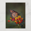 Recherche de algue cartes postales Papillon