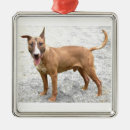 Search for bull terrier ornaments Pet