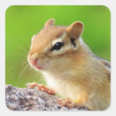 Search for cute chipmunk stickers Nature