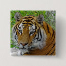Search for tiger face buttons Safari