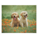 Search for golden retriever posters Puppies