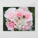 Recherche de rosas cartes postales Pour elle