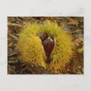 Recherche de doux cartes postales Fruit