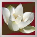 Search for lotus flower posters Tropical