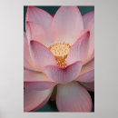 Search for lotus flower posters Meditation