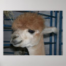 Search for funny llama posters Llamas