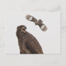 Search for stops postcards Wildlife