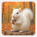 Search for squirrel with acorn stickers Wildlife