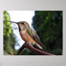 Search for hummingbird art Wild